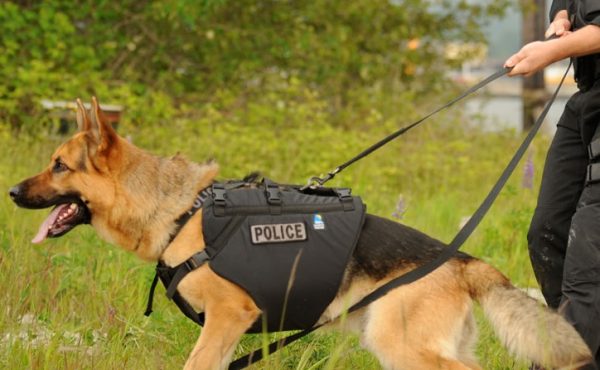 K9 Floater PFD